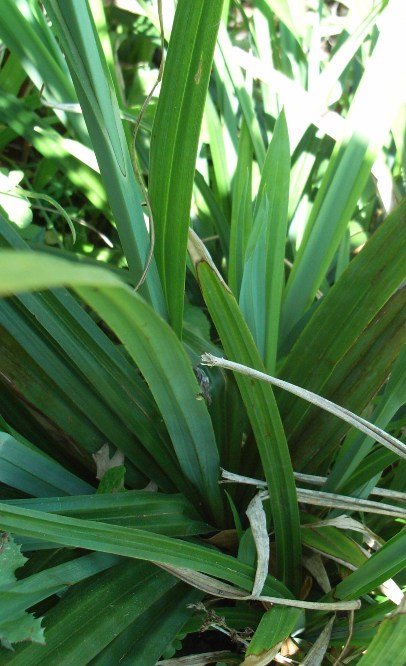 Carex pendula / Carice maggiore